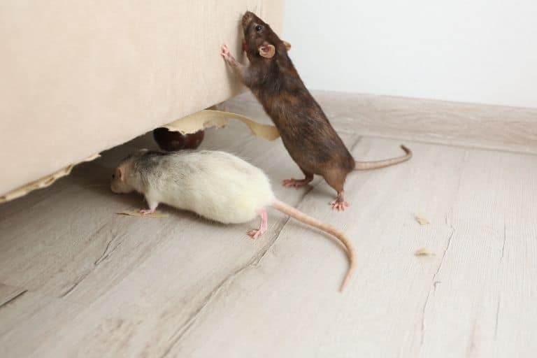 Rodent Pest Control Service
