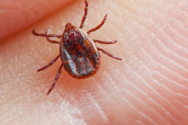 Ticks Pest Control Service